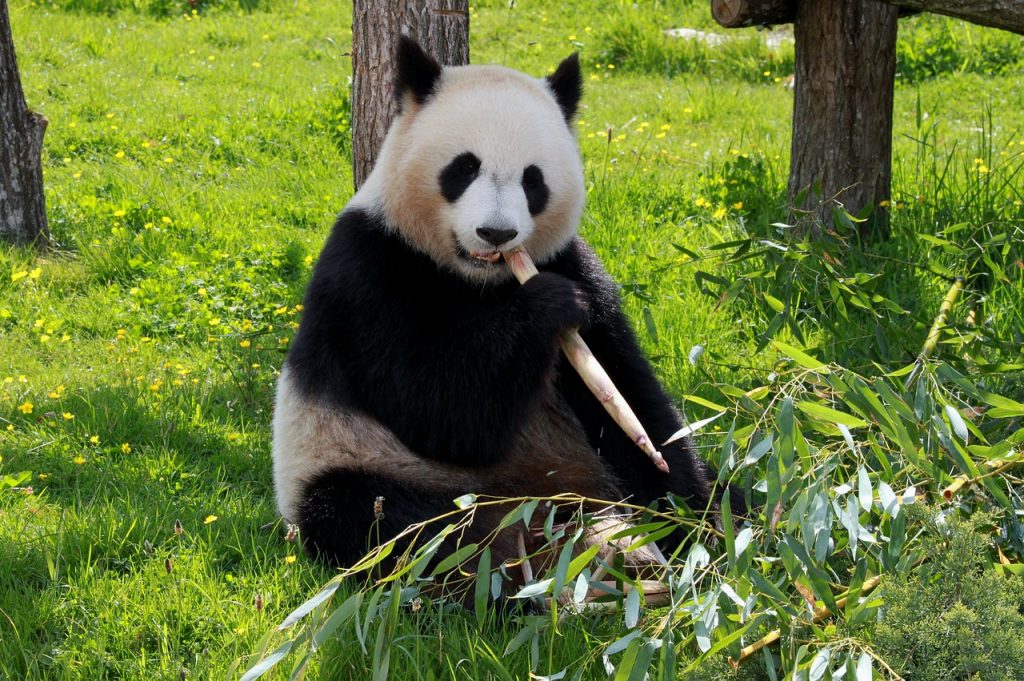 Panda giganti: il 2021 festeggia nuove nascite