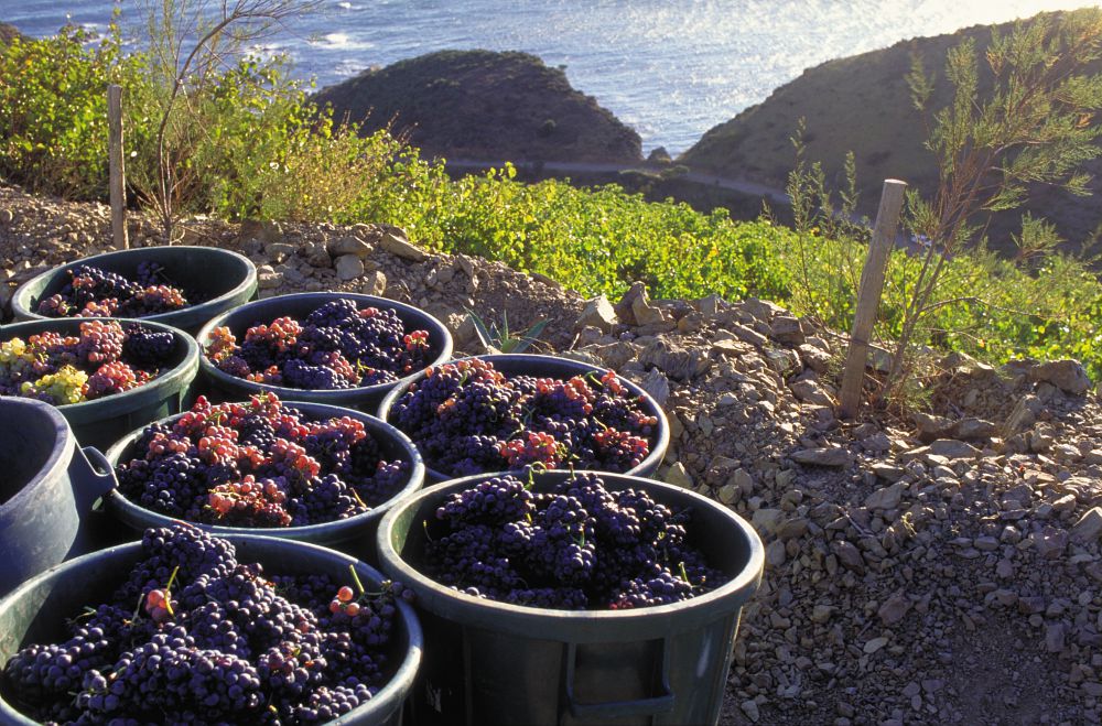 Sostenibilità ambientale: nasce un nuovo vino