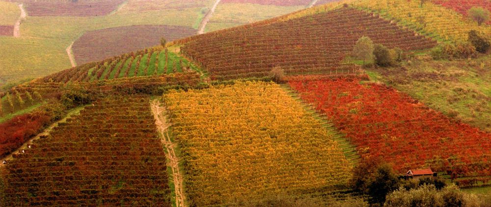 Sostenibilità ambientale: nasce un nuovo vino