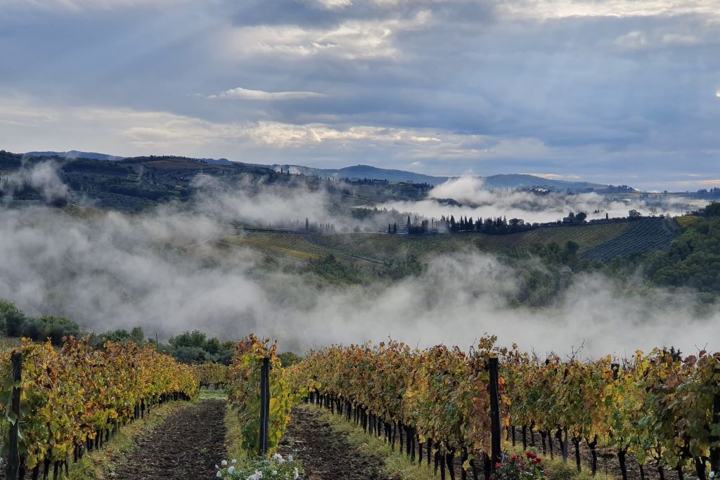 Sostenibilità ambientale: nasce un nuovo vino