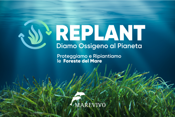 replant