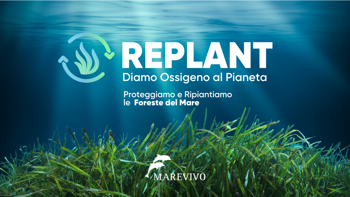 replant