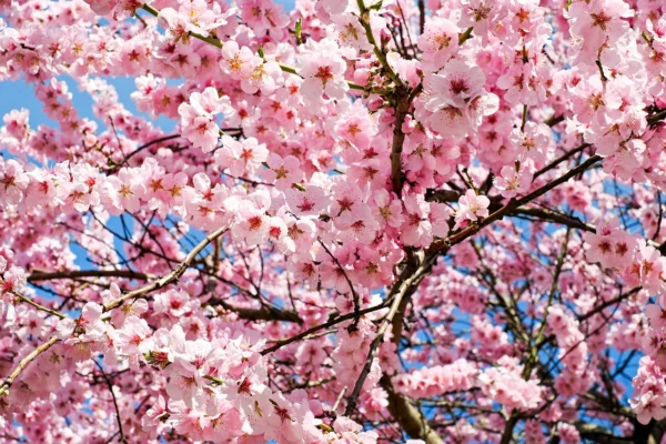 arrivo della primavera