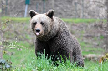 Trento, l'orsa di Dro sarà abbattuta: Fugatti firma l'ordinanza