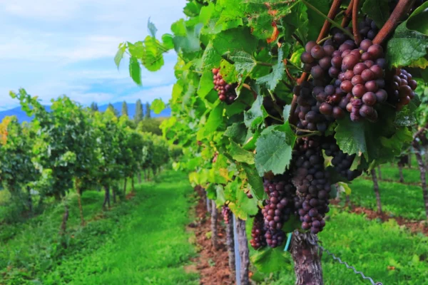 vendemmia significato