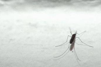 Dengue, cosa si rischia con l'arrivo del caldo