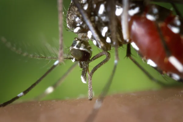 malattia dengue