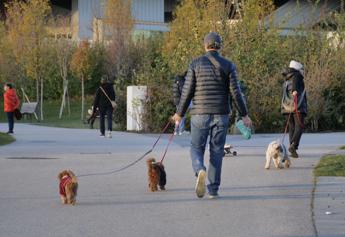 Cani grandi e piccoli, ecco chi vive di più e che malattie rischia