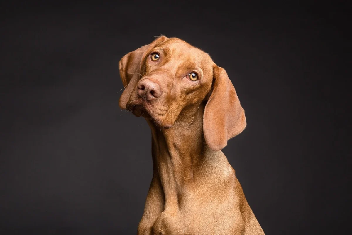 Cane in casa: pro e contro