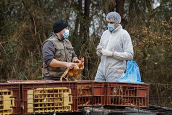 Aviaria, i timori dell'Oms: "Preoccupa rischio contagio tra esseri umani"