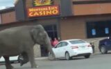 Montana, elefante scappa dal circo: traffico bloccato per le strade di Butte