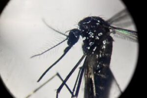 dengue