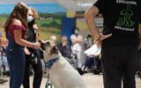 Pet Therapy e non solo: gli amici a 4 zampe diventano protagonisti nelle Rsa