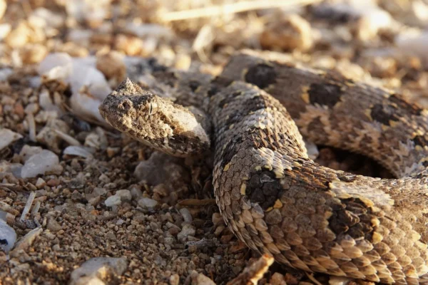 vipera delle alpi