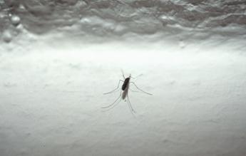 Andreoni: "750mila decessi l'anno al mondo per malattie trasmesse da zanzare"