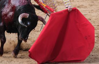 Il toro incorna il toreador, paura alla corrida