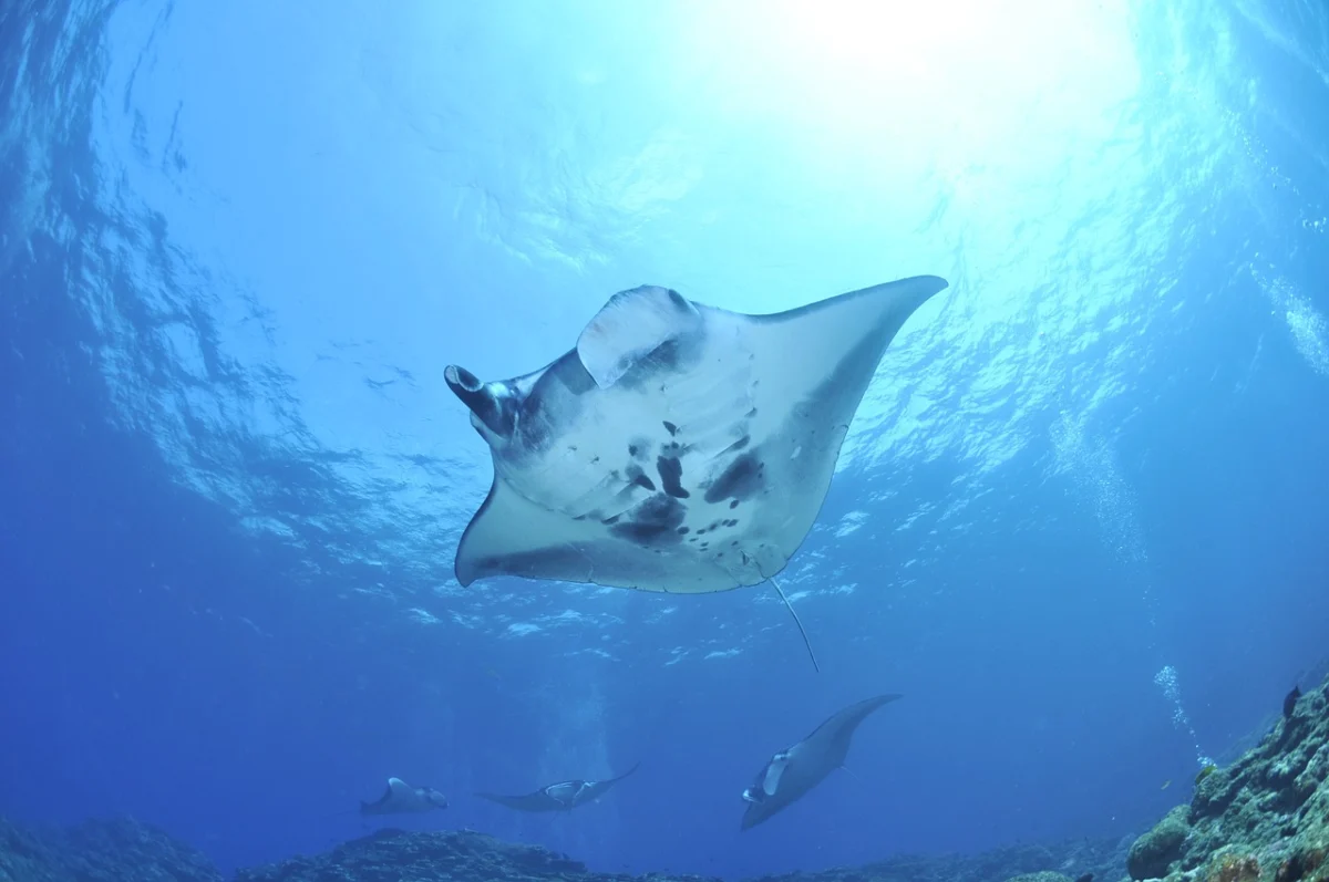 manta mediterraneo