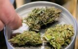 Cannabis, Tar Lazio sospende il decreto del governo sul Cbd