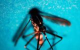 West Nile, 51 nuovi casi in una settimana: salgono a 16 i morti