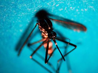 West Nile, 51 nuovi casi in una settimana: salgono a 16 i morti