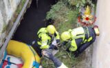 Capriolo finisce nel Naviglio, salvato da vigili del fuoco - Video