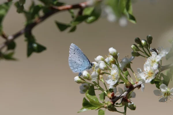 conferenza ONU sulla Biodiversità