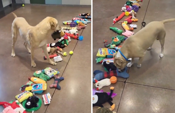 Cani senza una famiglia scelgono un regalo di Natale donato dai volontari, il video virale