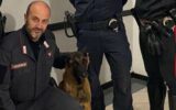 Omicidio Roberto Guerrisi, ritrovata l'arma del delitto grazie al fiuto del cane Cooper