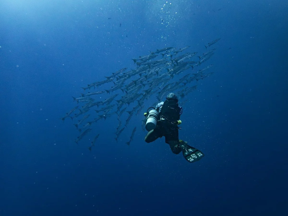 Bilancio positivo per balenottere e tartarughe marine nel Mediterraneo