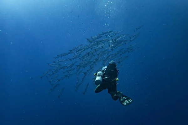 Bilancio positivo per balenottere e tartarughe marine nel Mediterraneo