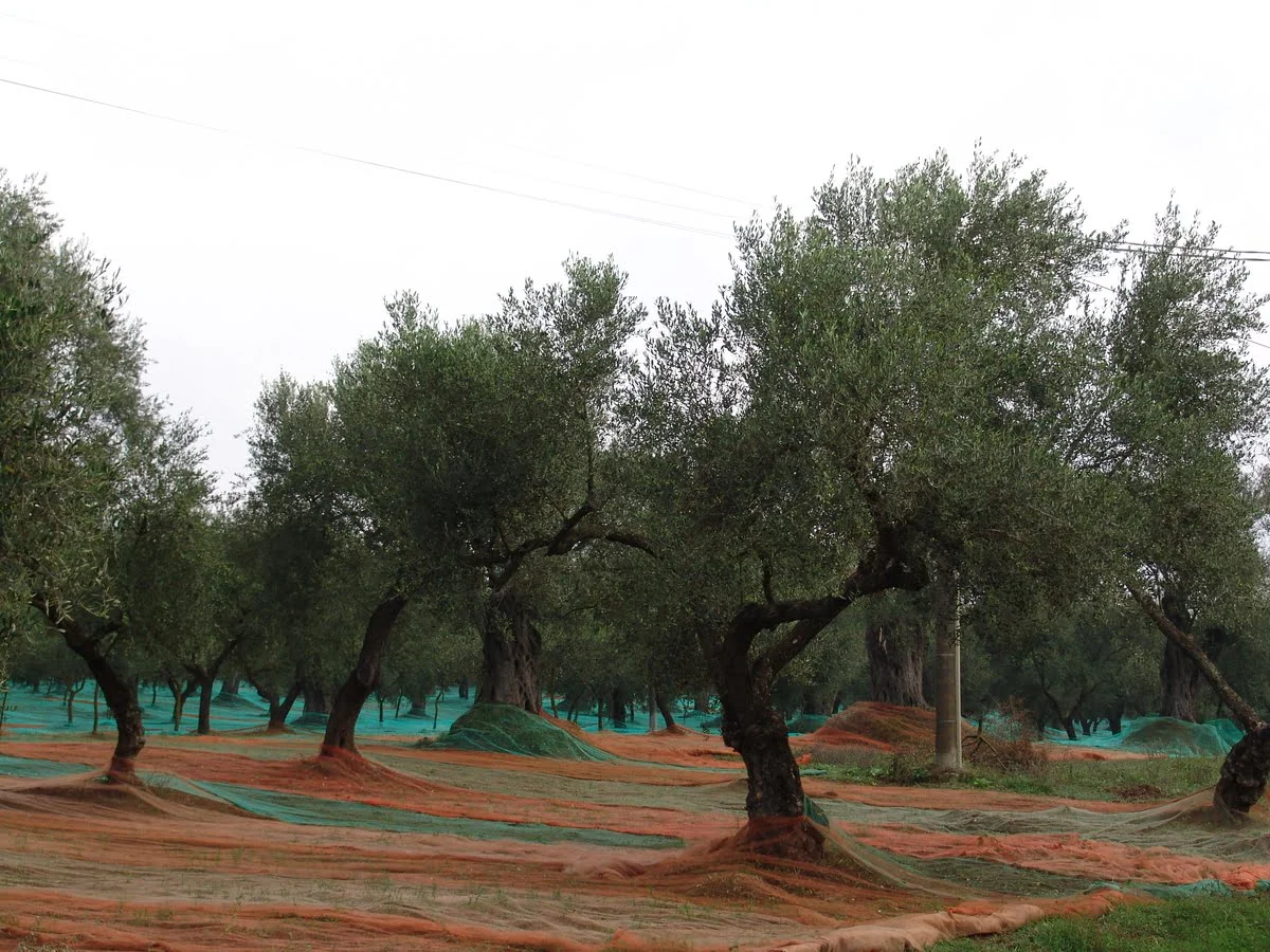 Olivicoltura, discutere del futuro del settore