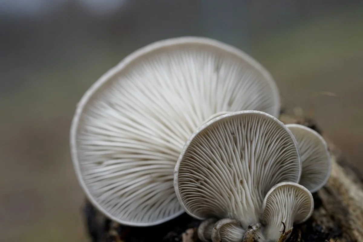 Una batteria biodegradabile a base di funghi