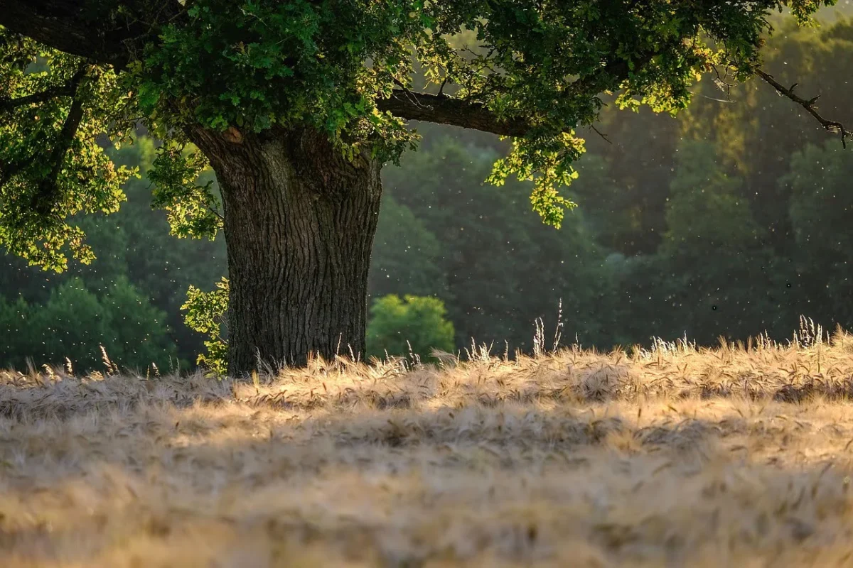 Gli alberi e il cambiamento climatico: un futuro ad alta quota