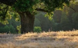 Gli alberi e il cambiamento climatico: un futuro ad alta quota